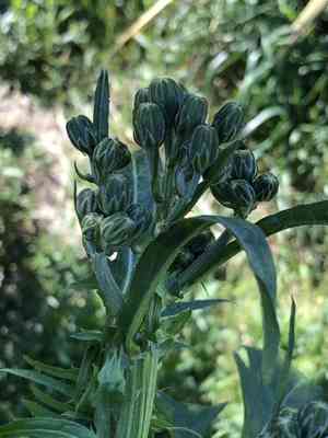 Cardoon(Cynara cardunculus)