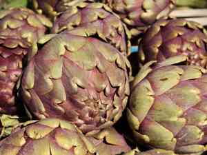 Globe artichoke(Cynara scolymus)