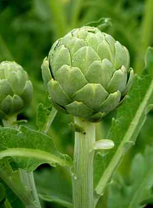 Globe artichoke(Cynara scolymus)