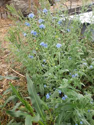 Chinese forget-me-not(Cynoglossum amabile)