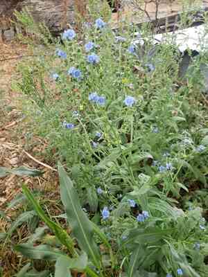 Chinese forget-me-not(Cynoglossum amabile)