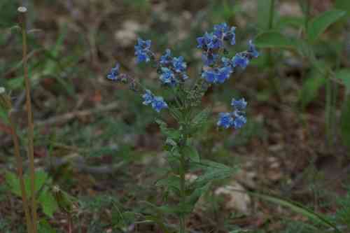 Chinese forget-me-not(Cynoglossum amabile)