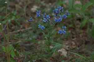 Chinese forget-me-not(Cynoglossum amabile)