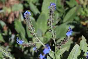Chinese forget-me-not(Cynoglossum amabile)