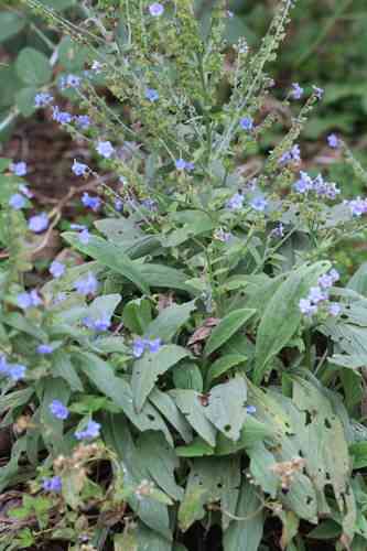 Chinese forget-me-not(Cynoglossum amabile)