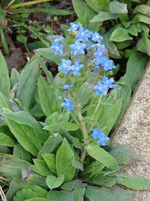 Chinese forget-me-not(Cynoglossum amabile)