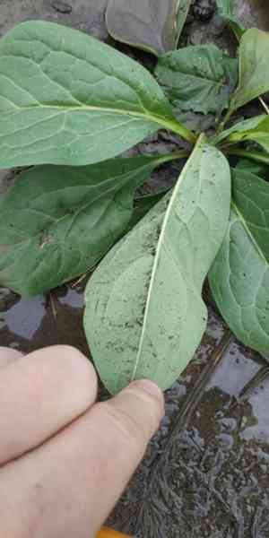 Houndstongue(Cynoglossum officinale)
