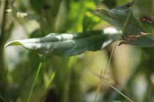 Houndstongue(Cynoglossum officinale)