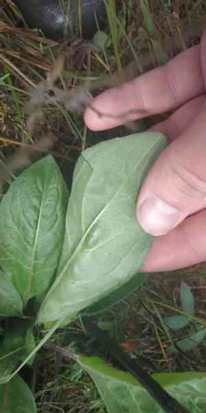 Houndstongue(Cynoglossum officinale)