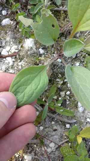 Houndstongue(Cynoglossum officinale)
