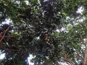 Cynometra(Cynometra ramiflora)