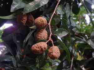 Cynometra(Cynometra ramiflora)