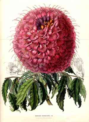 Cynometra (Cynometra)(Cynometra)