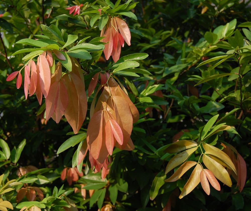 Cynometra (Cynometra) (Cynometra) Care Guide: Pests, Diseases, Watering ...