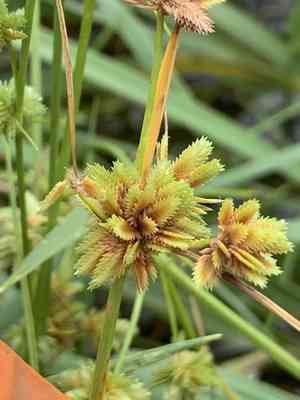 Tape-rtip flat sedge(Cyperus acuminatus)