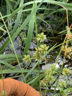 Tape-rtip flat sedge(Cyperus acuminatus)