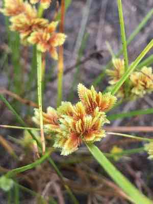 Tape-rtip flat sedge(Cyperus acuminatus)