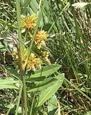 Tape-rtip flat sedge(Cyperus acuminatus)