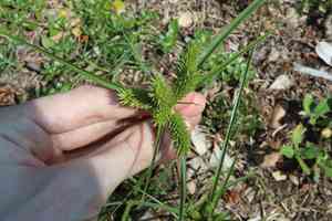 Inflated-scale flat sedge(Cyperus aggregatus)