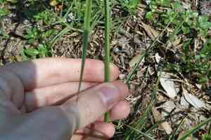 Inflated-scale flat sedge(Cyperus aggregatus)