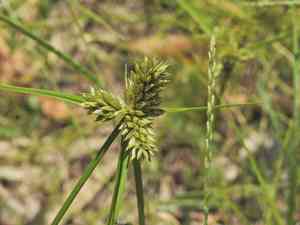 Inflated-scale flat sedge(Cyperus aggregatus)