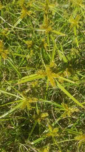 Inflated-scale flat sedge(Cyperus aggregatus)