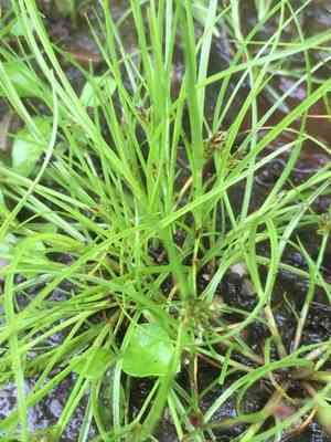 Slender flatsedge(Cyperus bipartitus)