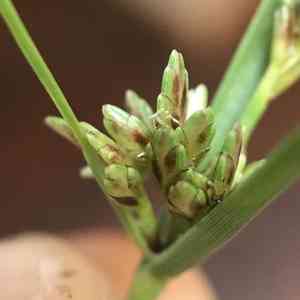 Slender flatsedge(Cyperus bipartitus)