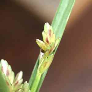 Slender flatsedge(Cyperus bipartitus)