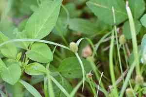 Shortleaf Spikesedge(Cyperus brevifolius)