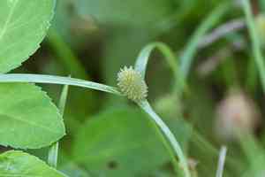 Shortleaf Spikesedge(Cyperus brevifolius)