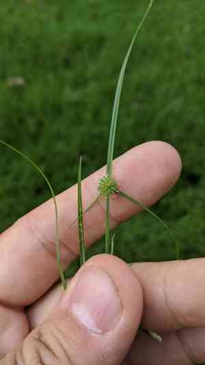 Shortleaf Spikesedge(Cyperus brevifolius)