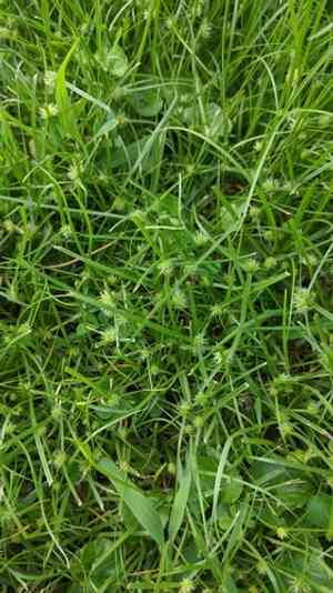 Shortleaf Spikesedge(Cyperus brevifolius)