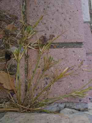 Poorland flatsedge(Cyperus compressus)