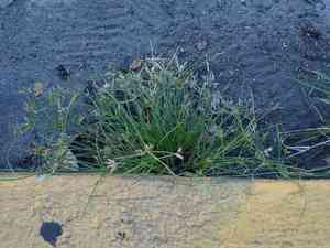 Poorland flatsedge(Cyperus compressus)