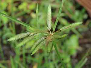 Poorland flatsedge(Cyperus compressus)