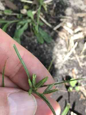 Poorland flatsedge(Cyperus compressus)