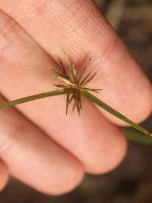 Clustered flat-sedge(Cyperus congestus)