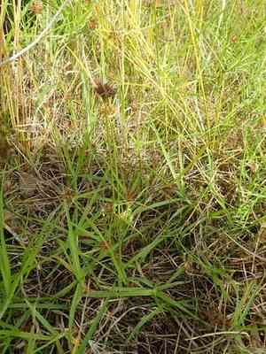 Clustered flat-sedge(Cyperus congestus)