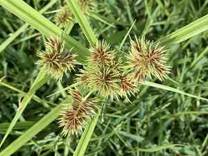 Clustered flat-sedge(Cyperus congestus)