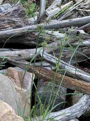 Clustered flat-sedge(Cyperus congestus)
