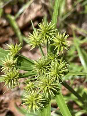 Baldwin's flat sedge(Cyperus croceus)