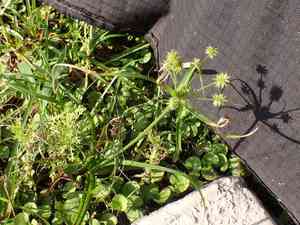 Baldwin's flat sedge(Cyperus croceus)
