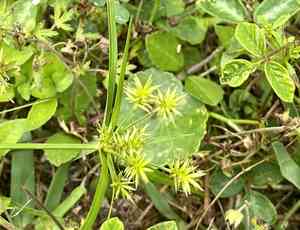 Baldwin's flat sedge(Cyperus croceus)