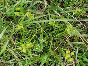 Baldwin's flat sedge(Cyperus croceus)