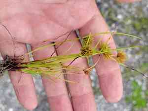 Coastal plain flatsedge(Cyperus cuspidatus)