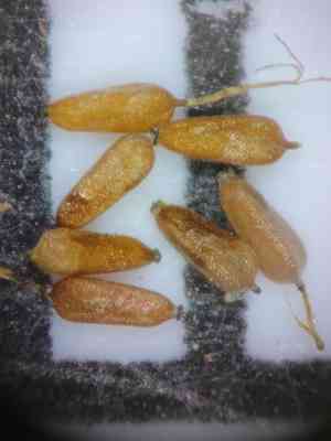 Coastal plain flatsedge(Cyperus cuspidatus)