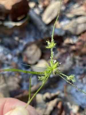 Coastal plain flatsedge(Cyperus cuspidatus)
