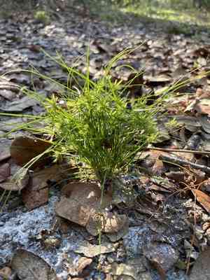 Coastal plain flatsedge(Cyperus cuspidatus)