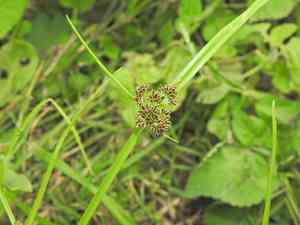Variable flatsedge(Cyperus difformis)